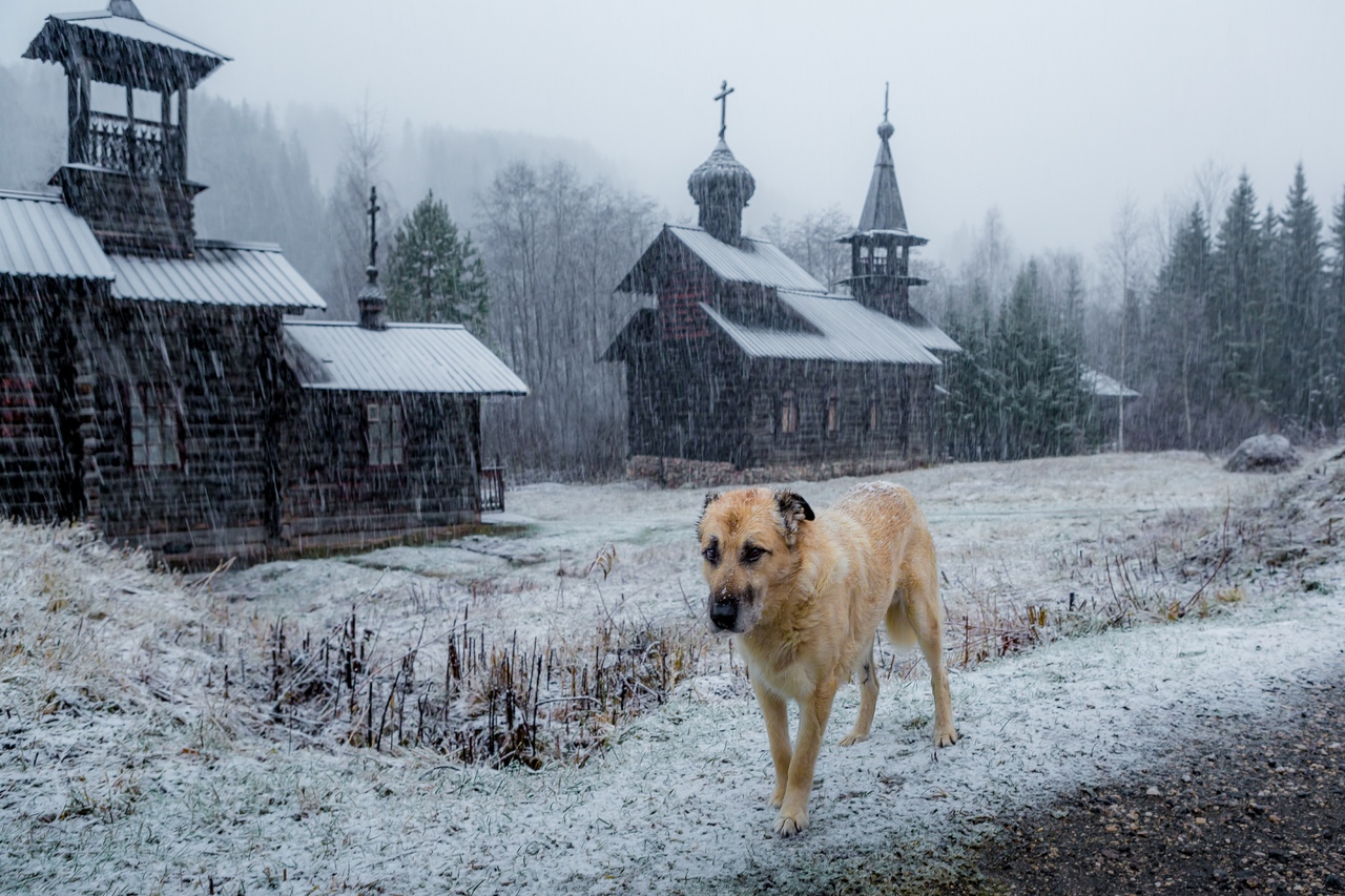 «Зима на носу. Грей в печали» - победитель в номинации «Собака в пейзаже»